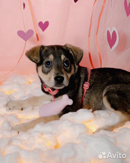 Щенок в добрые руки / Лея