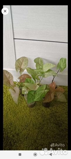 Сингониумов набор