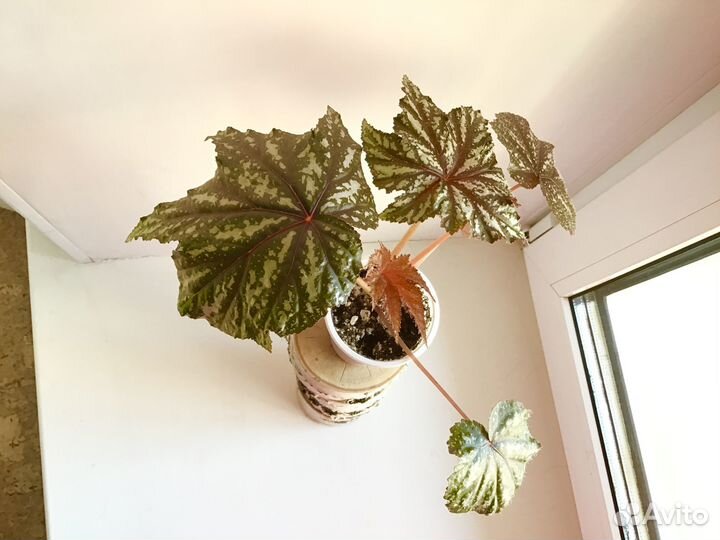 Бегония Грифон (цветок для дома и сада)