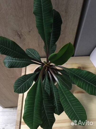 Молочай беложилковый