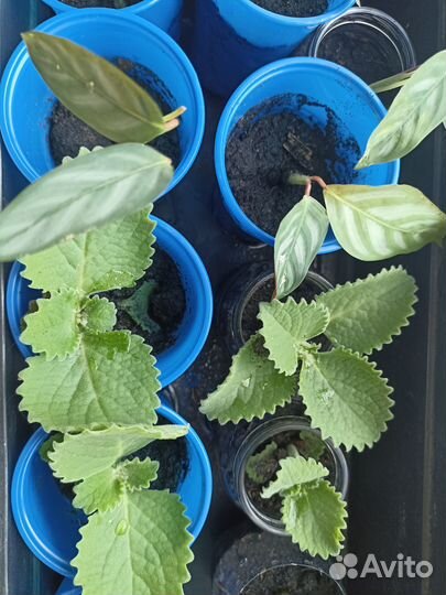 Комнатные цветы