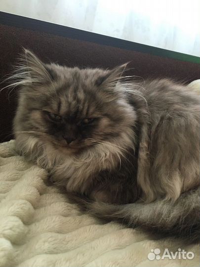 Кошка в дар бесплатно