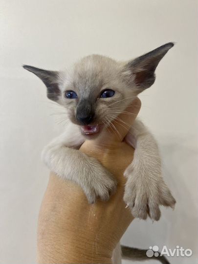 Ориентальные котята