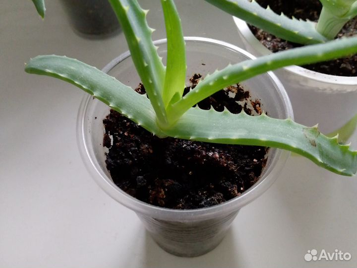 Алоэ столетник, лечебный