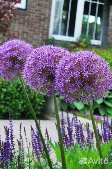 Цветы садовые