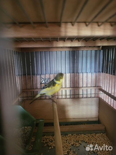 Кенара и канарейки