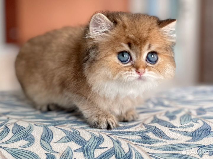 Котята золотая шиншилла