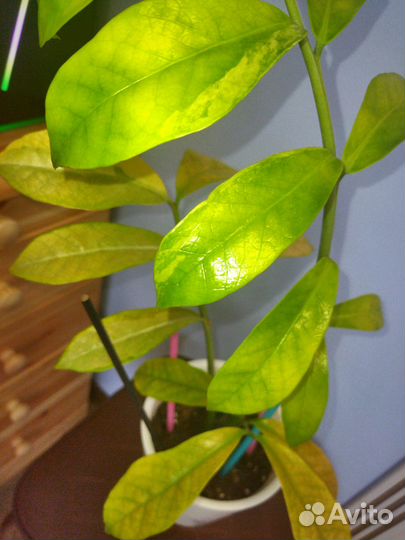 Замиокулькас вариегатный Long Leaf