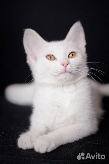 Белая кошечка