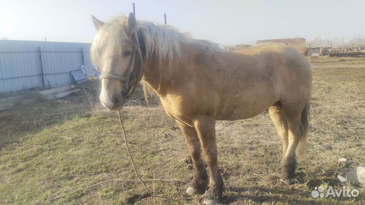 Конь жеребец