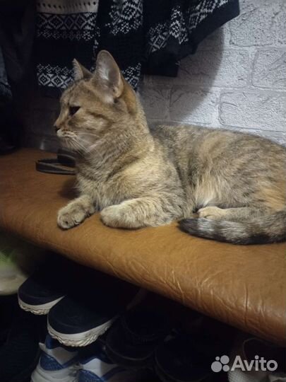 Кошка бесплатно