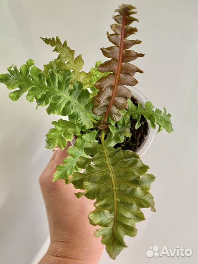 Редкий папоротник