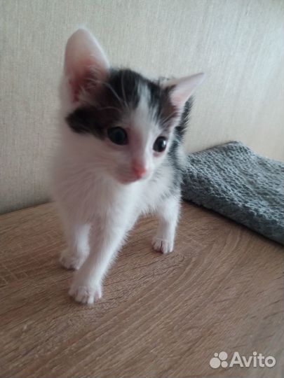 Котята в добрые руки 1 месяц