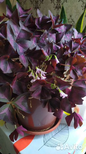 Оксалис Мадам Батерфляй, Айрон Крос