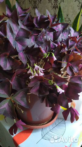 Оксалис Мадам Батерфляй, Айрон Крос