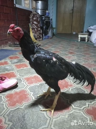 Бойцовая птица