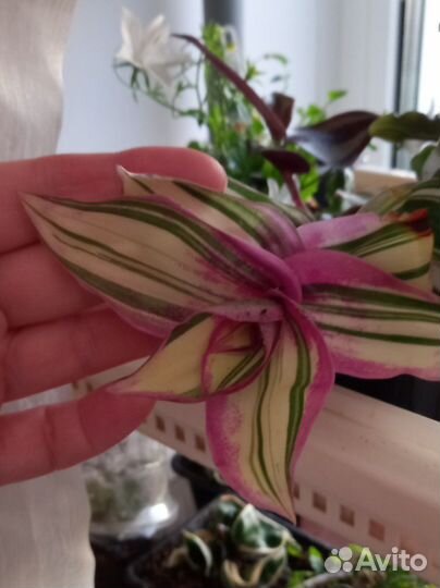 Коммелиновые- традесканции