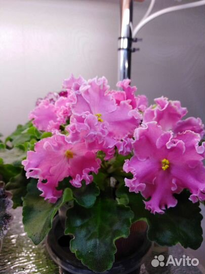 Фиалка сортовая