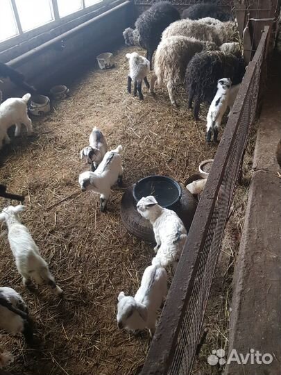 Продам коз и овец
