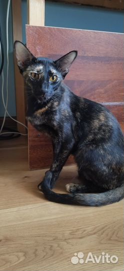 Ориентальные котята