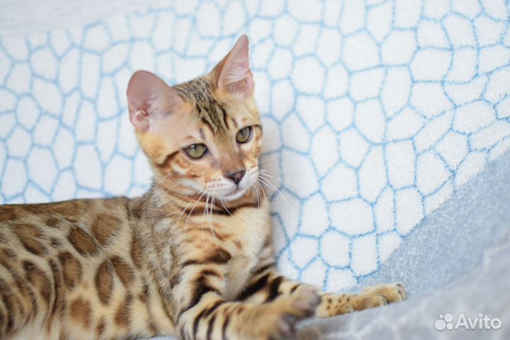 Бенгальский котёнок, мальчик