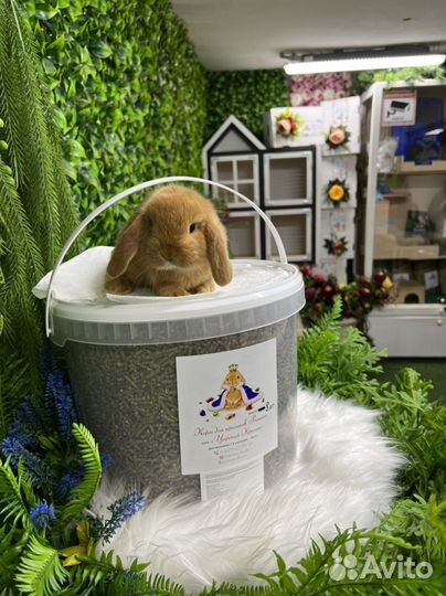 Идеальный питомец кролик