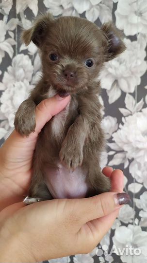 Лиловая мини девочка