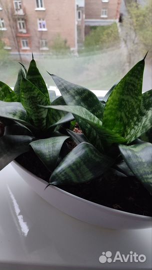 Эухарис Комнатные цветы домашние растения