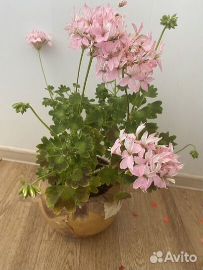 Герань сортовая