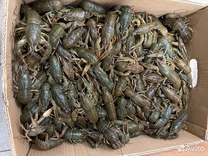 Живые Раки семечки и от 30 до 50гр