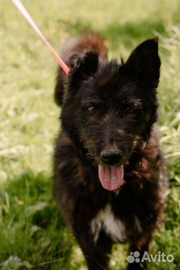 Собака Хельга в добрые руки, терьер