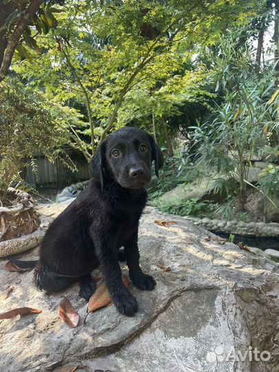 Щенки лабрадора