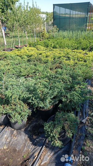 Можжевельник