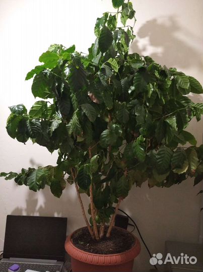 Кофейное дерево