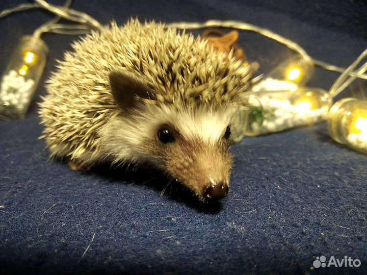 Африканский ежик