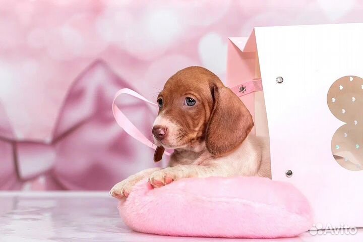 Кроличья/миниатюрная такса окрас пайболд