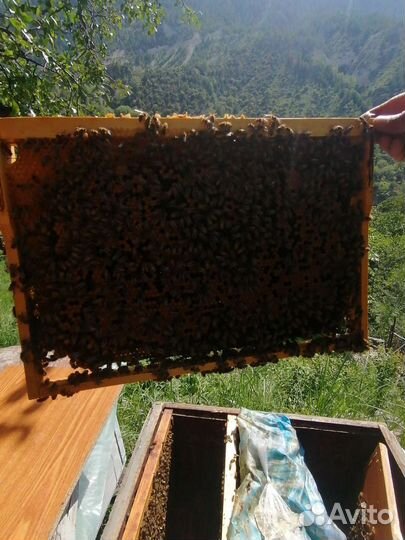 Пчелопакеты капатка