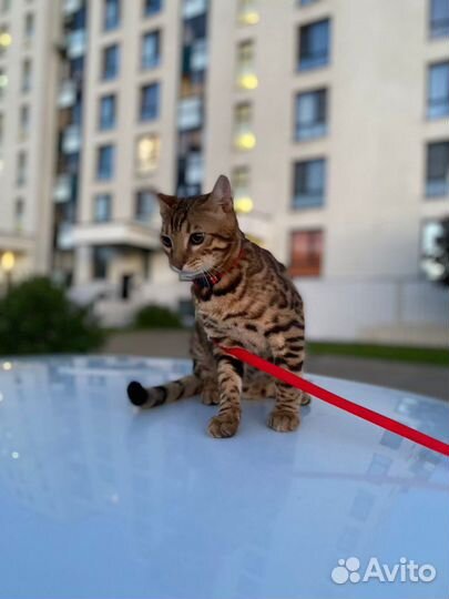 Отдам в добрые руки