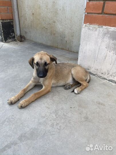 Собака в добрые руки бесплатно рыжая белая метис