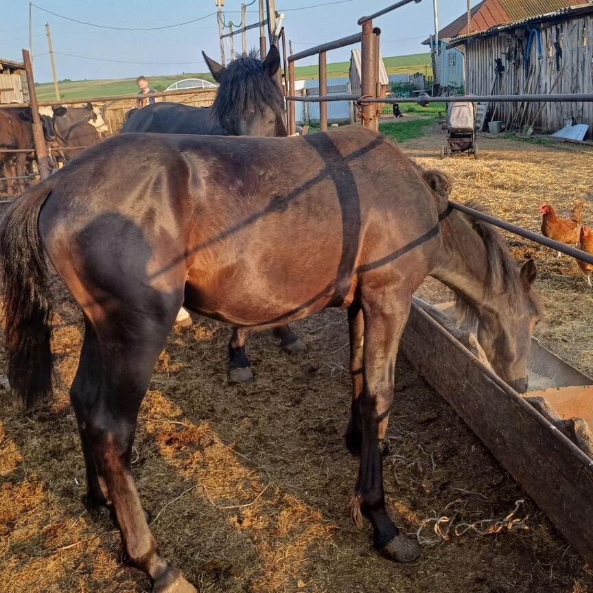 Ескі пизда спермы