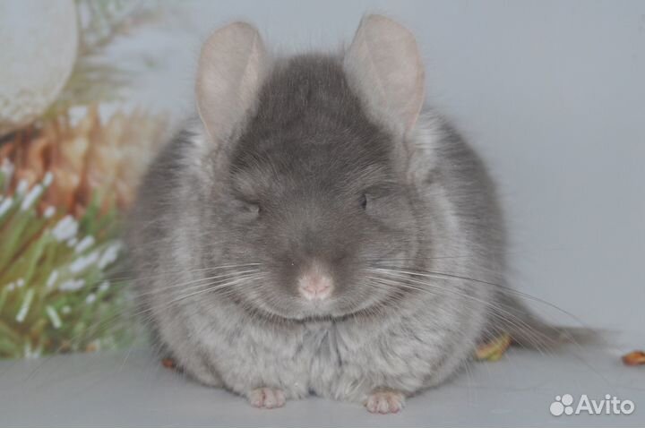 Шиншиллы - есть девочка, мальчик