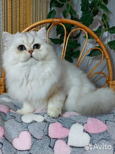 Британская шиншилла