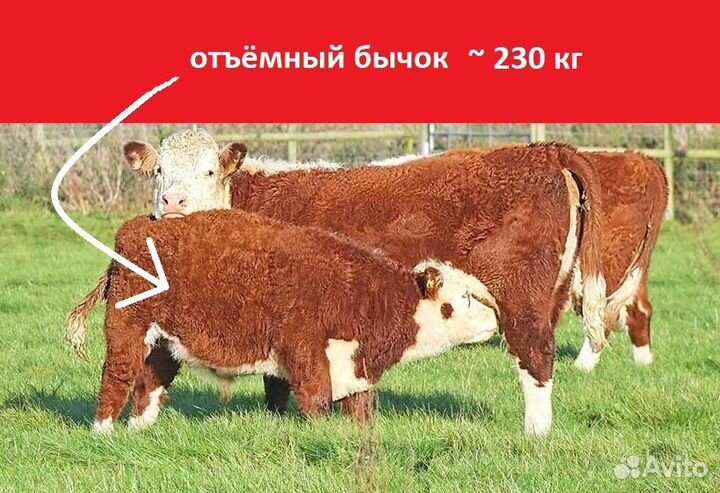 Герефорды бычки мясные на откорм и племя