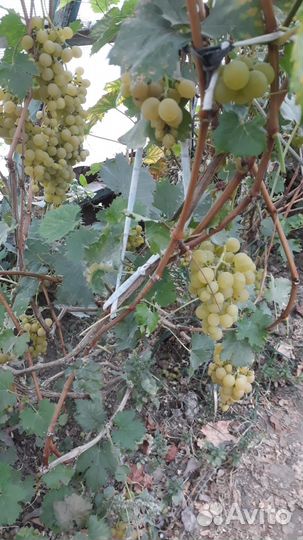 Саженцы винограда