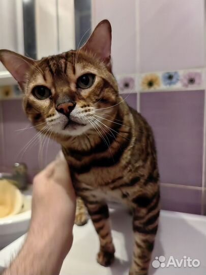 Продается Бенгальский кот