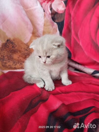 Шотландские котята