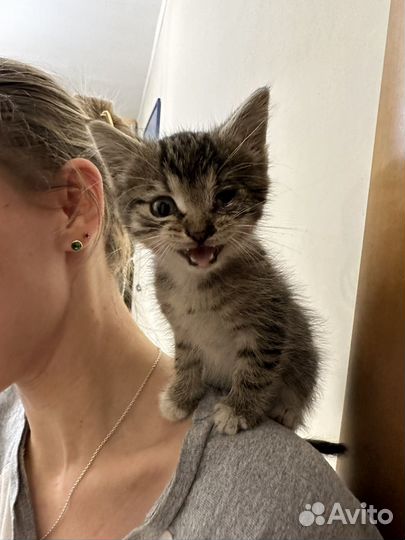 Котенок в добрые руки