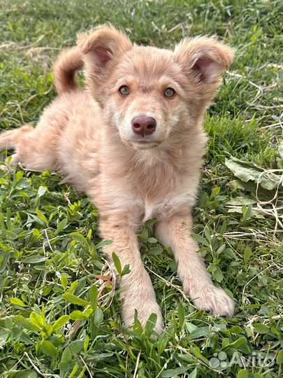 Щенки в дар