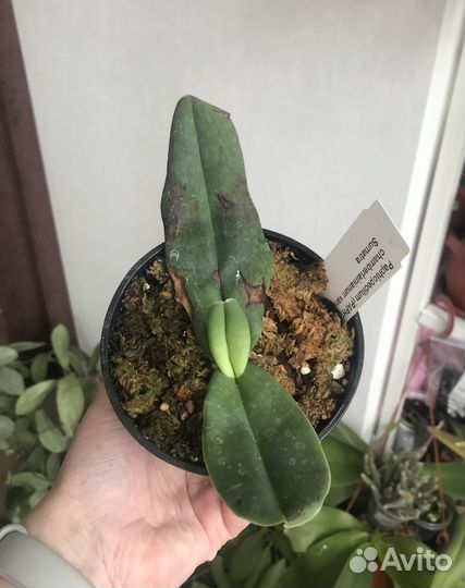 Орхидея башмачок Paphiopedilum