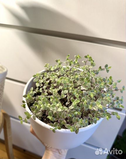 Кализия розовая пантера